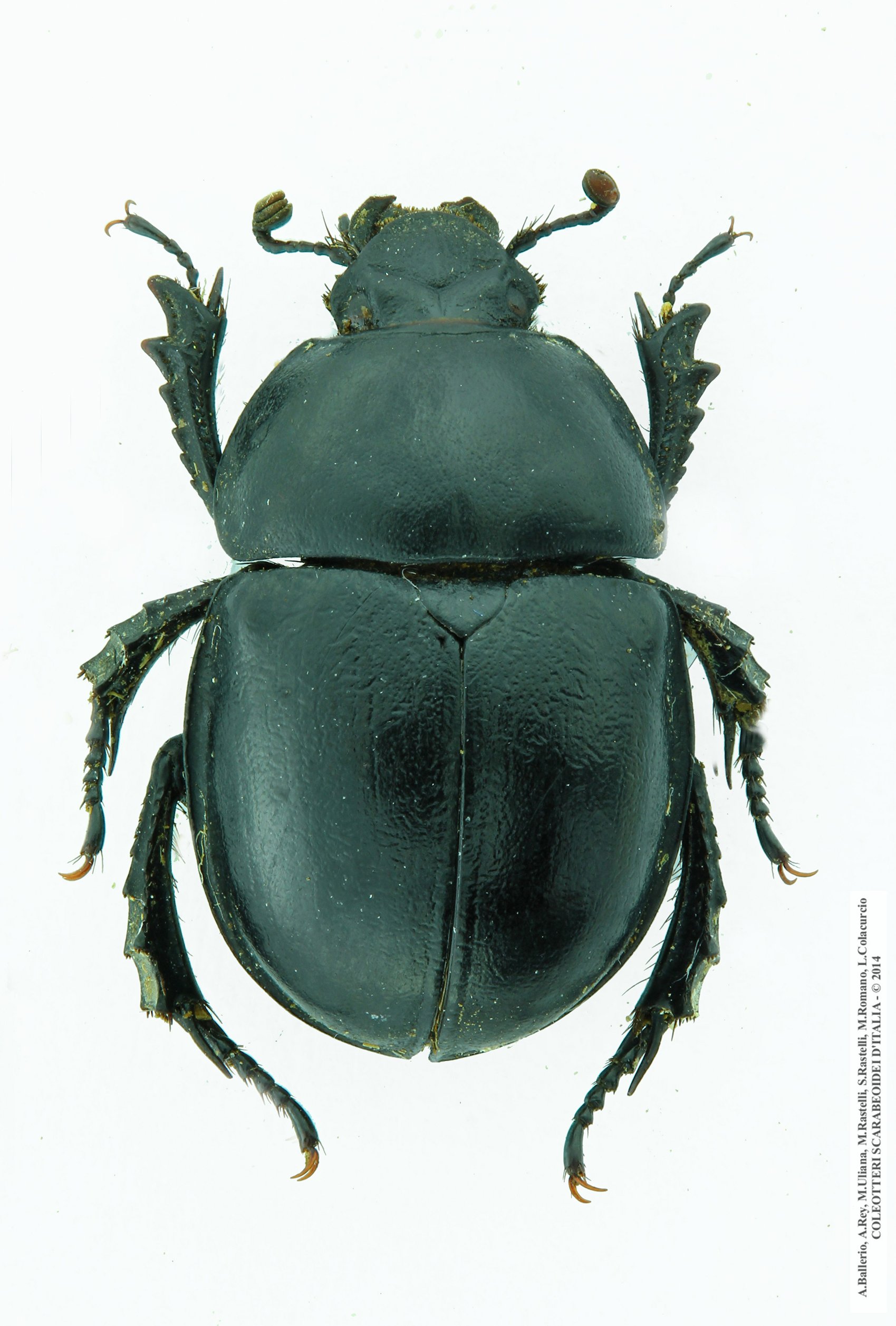 Trypocopris alpinus alpinus, femmina